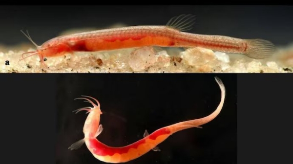 strange fish in assam