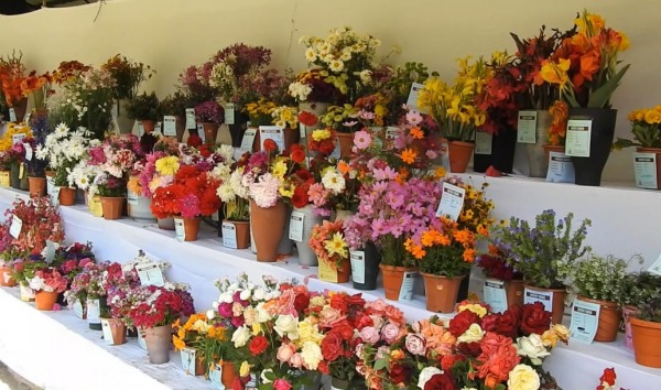 Kodaikanal Flower Show