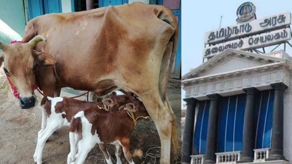 Cow Slaughter Ban Bakrid Madras High Court