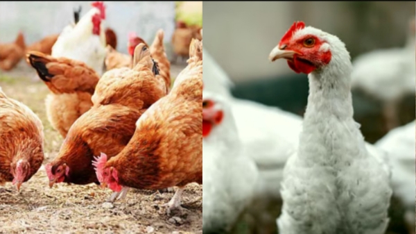 broiler chicken FSSAI chicken health early puberty Chicken 65 food safety poultry industry nutrition facts 65 broiler chicken FSSAI chicken health early puberty Chicken 65 food safety poultry industry nutrition facts 65