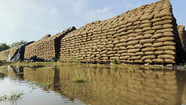 Thanjavur Shock 1 Lakh Paddy Sacks Damaged in Rain Near Kumbakonam