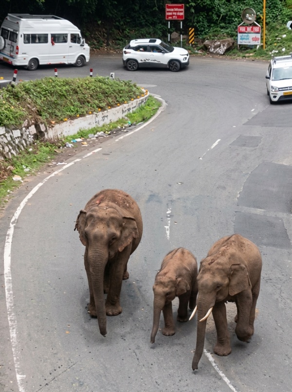 elephants found in Coonoor hairpin bend