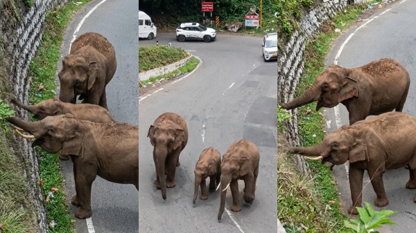 elephants found in Coonoor hairpin bend