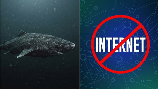 Undersea Fiber Optic Cables internet