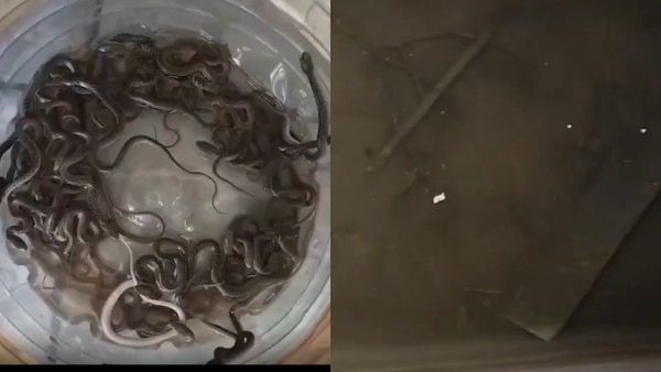 27-snakes-rescue-in-water-tank-at-haridwar-home 27-snakes-rescue-in-water-tank-at-haridwar-home