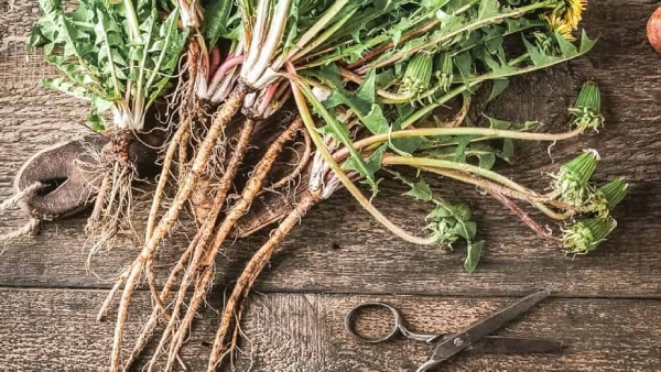 Rare Plant Could Eliminate Cancer in Just Two Days Rare Plant Could Eliminate Cancer in Just Two Days