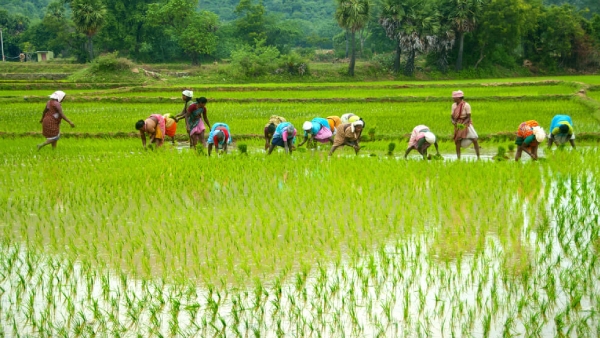 Crop Insurance Deadline Minister Vinoth Asks Farmers to Enrol by July 31