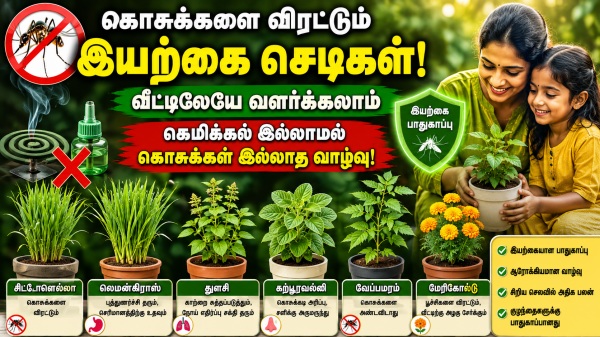 mosquito repellent plants