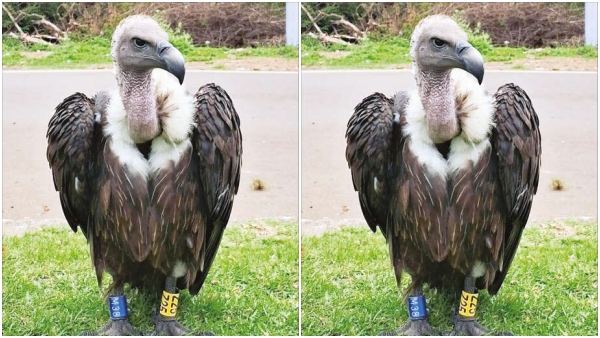 Ooty GPS Vulture Rare Bird with Tracking Device Found in Kalhatty Residential Area - Nilgiris News