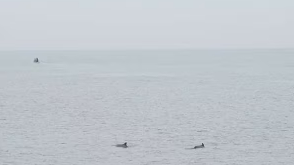 Dolphin Kasimedu Chennai Marine Life Coastal News Bay of Bengal Sea Sighting Viral News Dolphin Kasimedu Chennai Marine Life Coastal News Bay of Bengal Sea Sighting Viral News