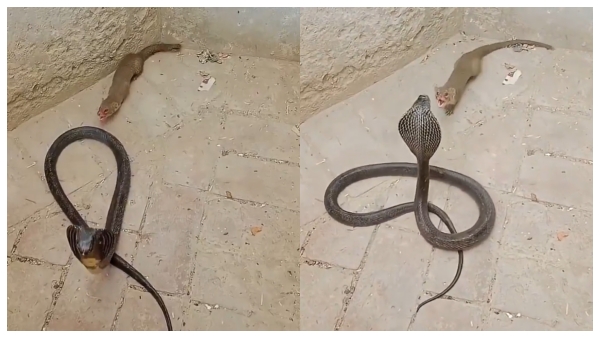 Mongoose vs Cobra The Secrets Behind the Ultimate Venomous Predator Killer Mongoose vs Cobra The Secrets Behind the Ultimate Venomous Predator Killer