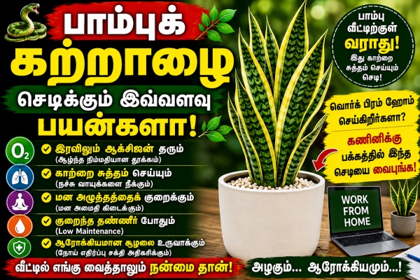 Snake Plant Snake Plant