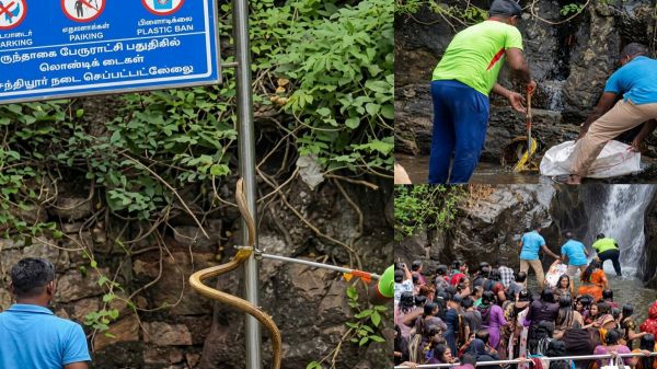 Courtallam Snake