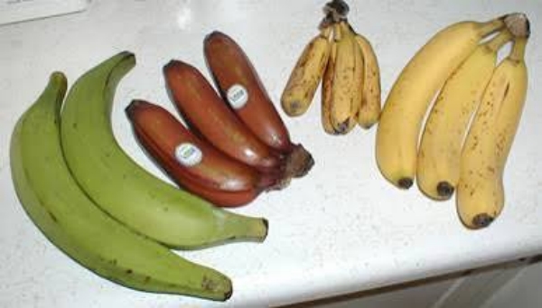 Health Benefits