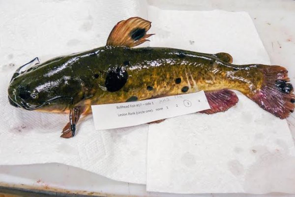 Catfish