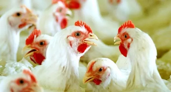 Tamil Nadu Chicken Crisis Tamil Nadu Chicken Crisis