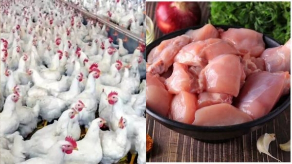 Chicken Tamil Nadu Strike