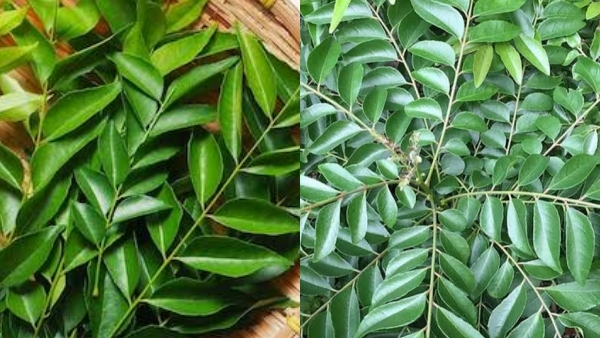 Curry Leaves Curry Leaves