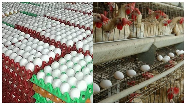 A massive boost for the egg industry a jackpot for Namakkal and an unprecedented transformation A massive boost for the egg industry a jackpot for Namakkal and an unprecedented transformation