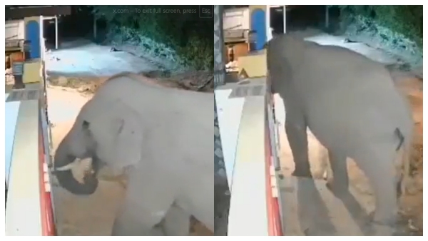 Coimbatore A lone wild elephant opened the gate and entered a house at midnight in Periya Thadagam