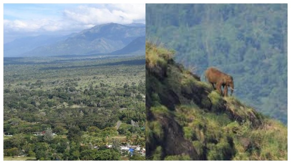 Ban on commercial activities in the Sigur elephant corridor in Nilgiris district Ban on commercial activities in the Sigur elephant corridor in Nilgiris district