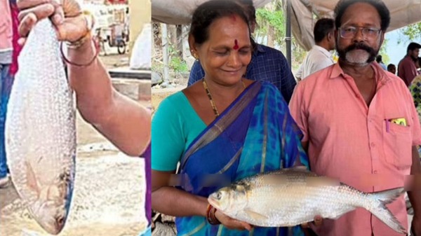 Puducherry Pulasa Fish Auction