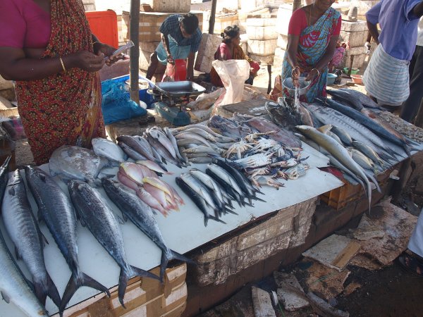 Fish Prices