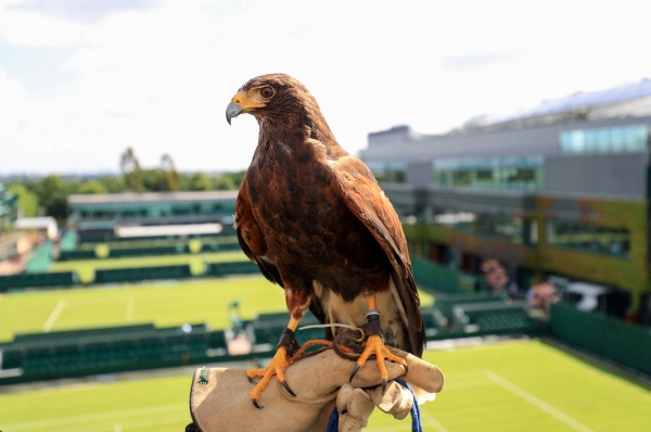 Hawk Hawk