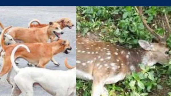 Villagers rescuing a spotted deer from stray dogs