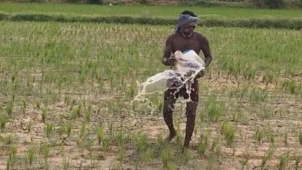Mettur Dam Water Release Delay Affects Kuruvai Cultivation Across 60 000 Acres in Thanjavur Mettur Dam Water Release Delay Affects Kuruvai Cultivation Across 60 000 Acres in Thanjavur