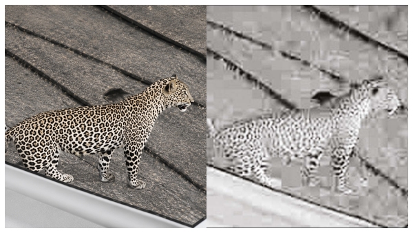 Leopard enters Coimbatore city An unbelievable incident in Kovilpalayam Leopard enters Coimbatore city An unbelievable incident in Kovilpalayam