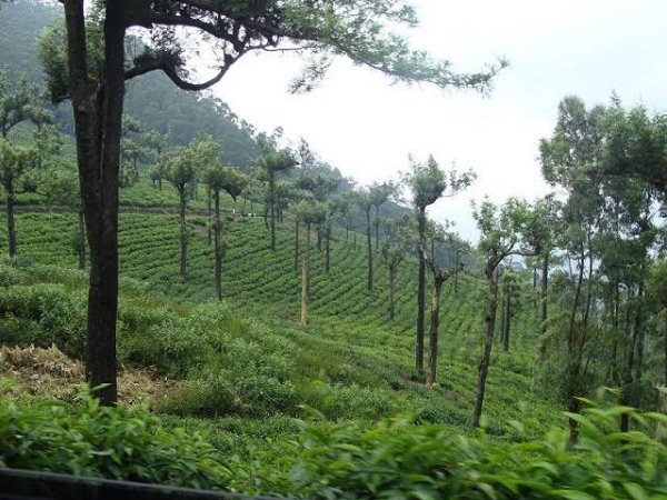 Manjolai Estate
