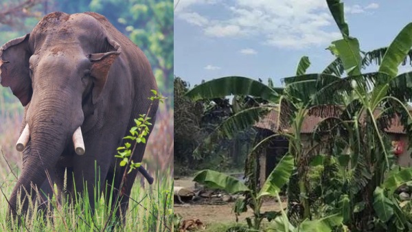 elephant-kills-2-more-members-of-same-family-in-nepal-after-14-years