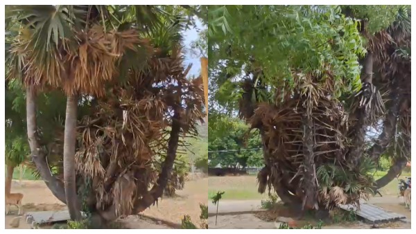 Miracle involving a palm tree in Vellore Worshipped as a deity due to having 50 branches