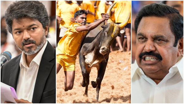 Jallikattu