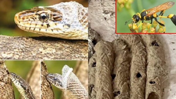 Mud Wasp Nest