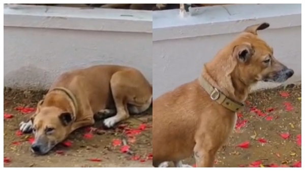 stray dog stray dog