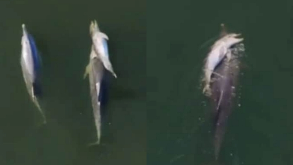 Dolphin