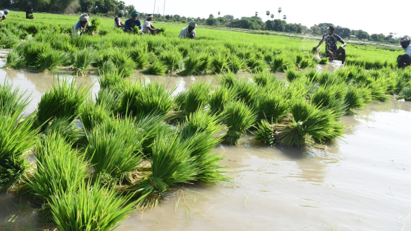 Cauvery Water Cauvery Water