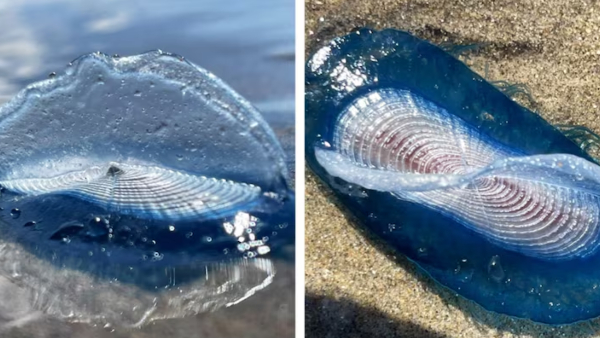 Alien Jellyfish