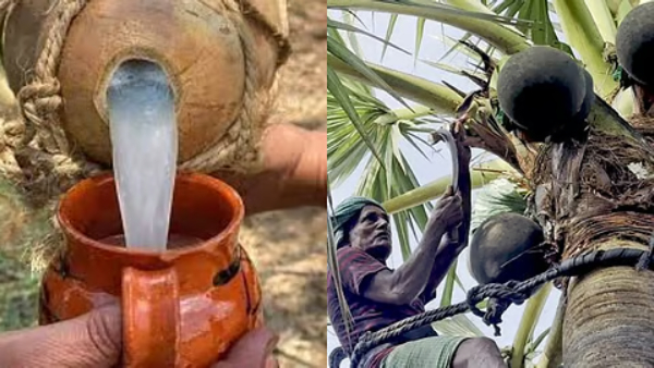 Toddy Ban Toddy Ban