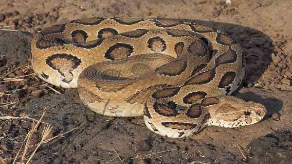 Russells Viper