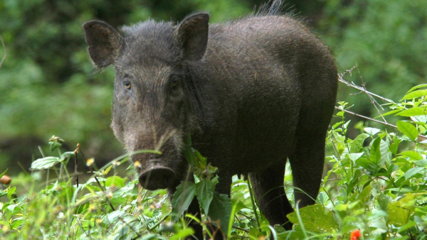 Wild Boars Wild Boars