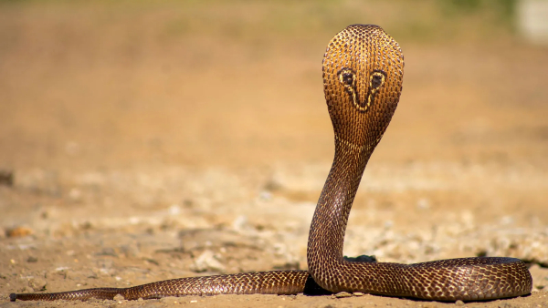 cobra bite