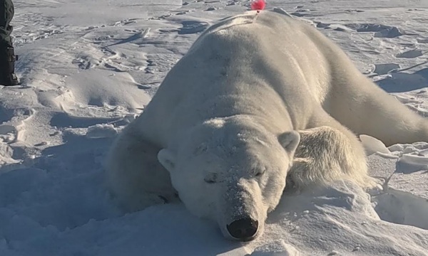 polar bear