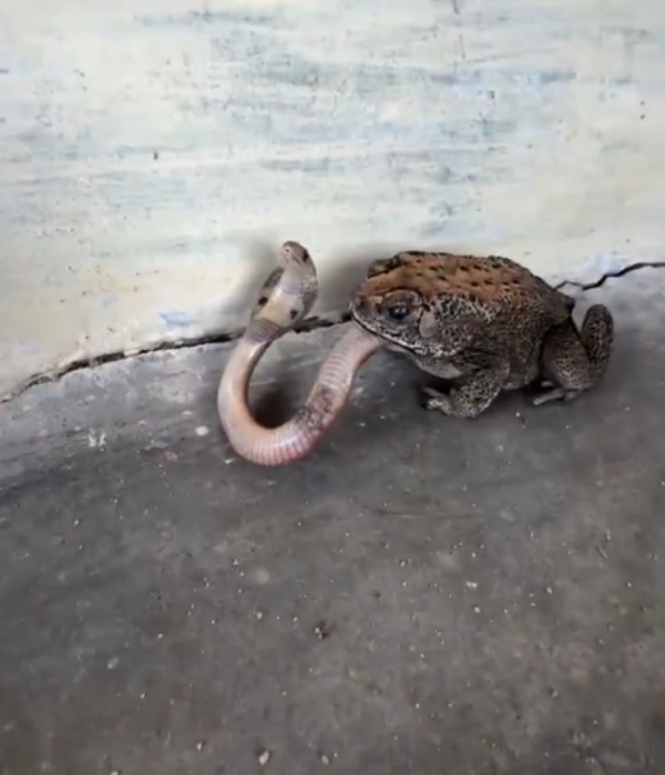 Frog Swallows Snake Viral Animal Video Frog Snake Video