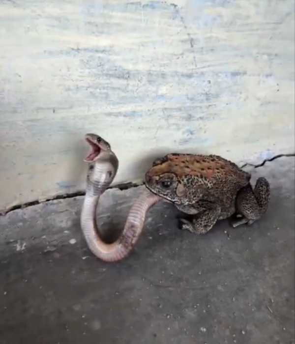 Frog Swallows Snake Viral Animal Video Frog Snake Video