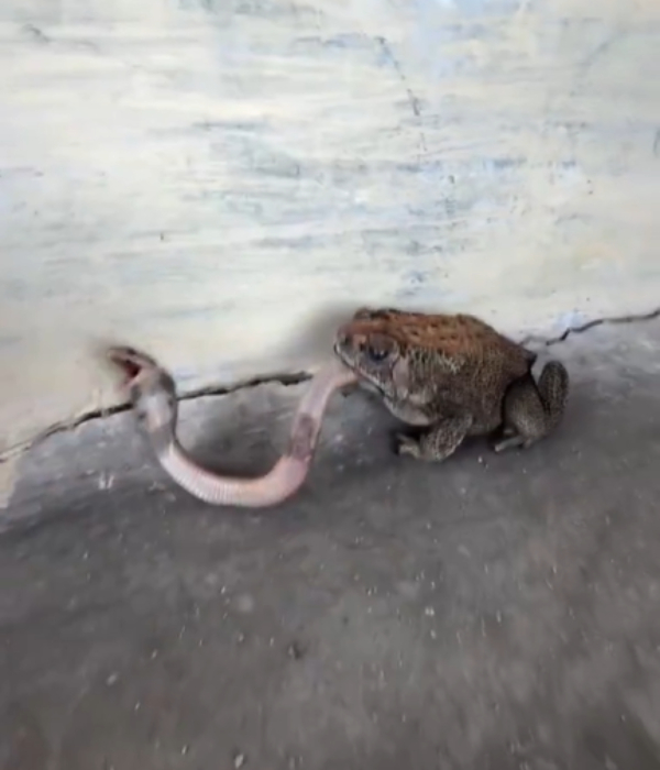 Frog Swallows Snake Viral Animal Video Frog Snake Video
