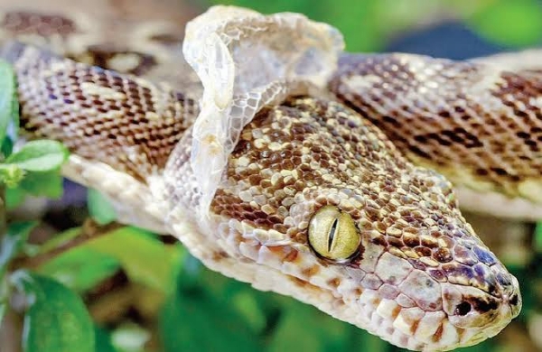 Snakes