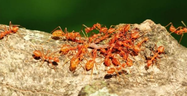 Ant Chutney Ant Chutney